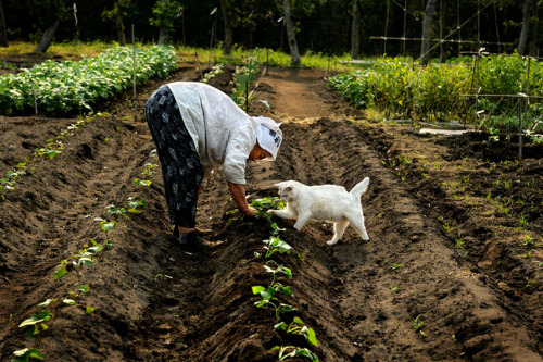 stonedpervert:     kittehkats:  Misao and Fukumaru.  “We will never be apart.” 12 years ago, Japanese photographer, Miyoko Ihara (伊原　美代子) started to take photographs of her grandmother, Misao. Born in 1981 in Chiba (Japan), Miyoko