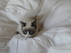 tardthegrumpycat:  Grumpy Cat Chilling on