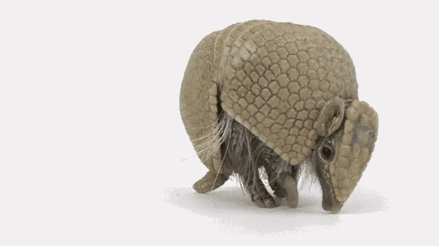 danslefoxbox:  YOU ARE THE CUTEST BALL OF ARMADILLO.     omfgggg this is the fucking cuutest thing. LET ME LOVE YOU.