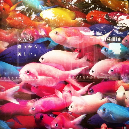 josuetheblog:  Osaka le 10 Octobre, devant l'aquarium, il y avait du beau monde.