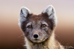 beautiful-avalanche:  Arctic fox (Vulpes