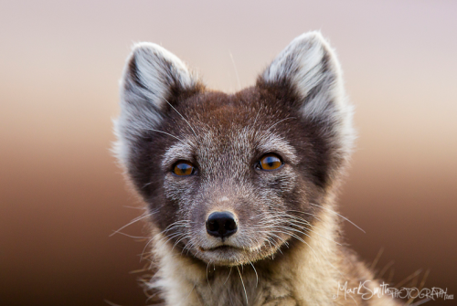 beautiful-avalanche:  Arctic fox (Vulpes lagopus) . Svalbard, Norway. By Mark Smith