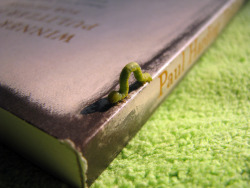 booksquotesandreviews:  Book Worm :) (by