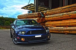 Ford Mustangs