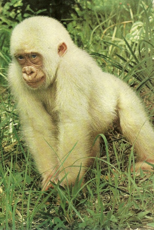 vintagenatgeographic:Snowflake, an albino gorillaNational Geographic | March 1967