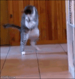 Lulz-Time:  Rainbow-Kitten-Candy-Happy-Smile: Air Guitar  Be Sure To Follow This