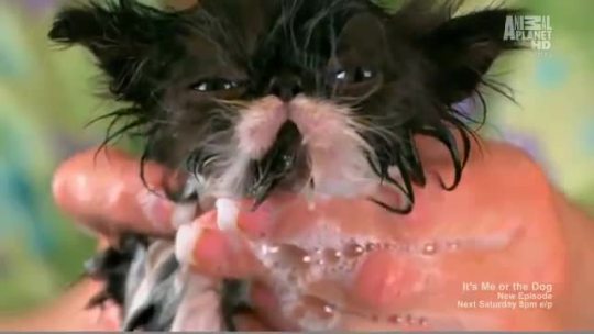 peopleareaproblem:  forest-kiss:  I remember when I first watched this show, I played this part at least 5 times  Narrator: “Water. Unlike other cats, long-haired Persians need regular baths to keep their luxurious coats healthy and fluffy. Reginald