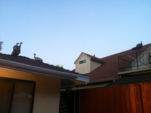 minxysdomain:  thesheikah:  thesheikah:  thesheikah:  something kept hitting my bedroom window so i looked out the blinds AND INTO THE EYES OF A GIANT FUCKING TURKEY and i ran to tell my brother but when he went outside there was nothing there I SAW A