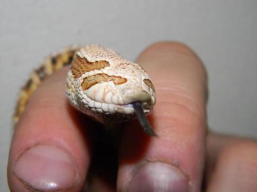 pingaspie:  squeedge:  bowrll:  fromsandtoglass:  bowrll:  Speaking of hognoses, look at this terrifying eye-less hognose I found on FB earlier today.  It looks like Audrey II!   oh my god, how precious. Do you know if it is still alive/thriving?  As