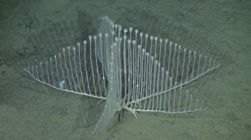 obscuruslupa:  siphersaysstuff:  thegreenwolf:  Extraordinary New Sponge Species Discovered A team of scientists led by Dr Lonny Lundsten of the Monterey Bay Aquarium Research Institute (MBARI) in Moss Landing, California, has discovered an extraordinary