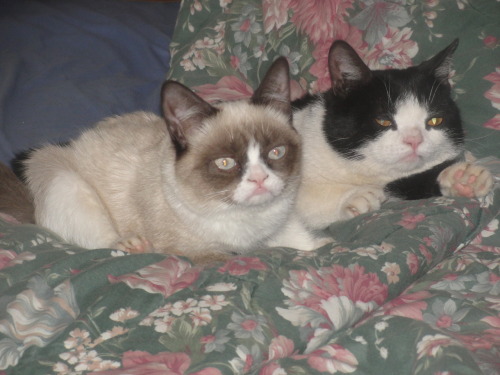 tardthegrumpycat:  The Daily Grump | November 8, 2012