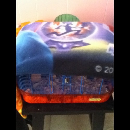 I’m sorry, Chunky, the only little blanket I have is the Insane Clown Posse one my Dad bought to make me mad 😪. You’re a Juggalo now. 🙍🔫 #hamster #icp #juggalo #imabadmom