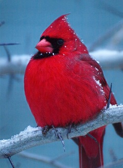 fairy-wren:  northern cardinal (photo by