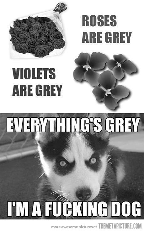 quick-meme:  Roses are grey…http://quick-meme.tumblr.com