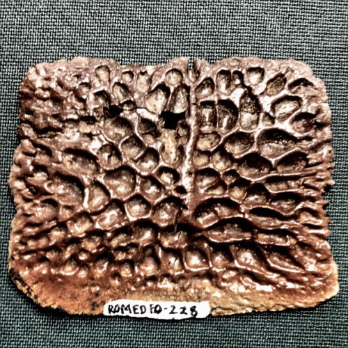 Here we have the dermal scute of a a 75 million year old crocodile!
Dermal scutes are pretty cool. Not quite scales, not quite bone, or keratin, scutes are layer upon layer of these features, that together compose a sort of armour. Scutes are...