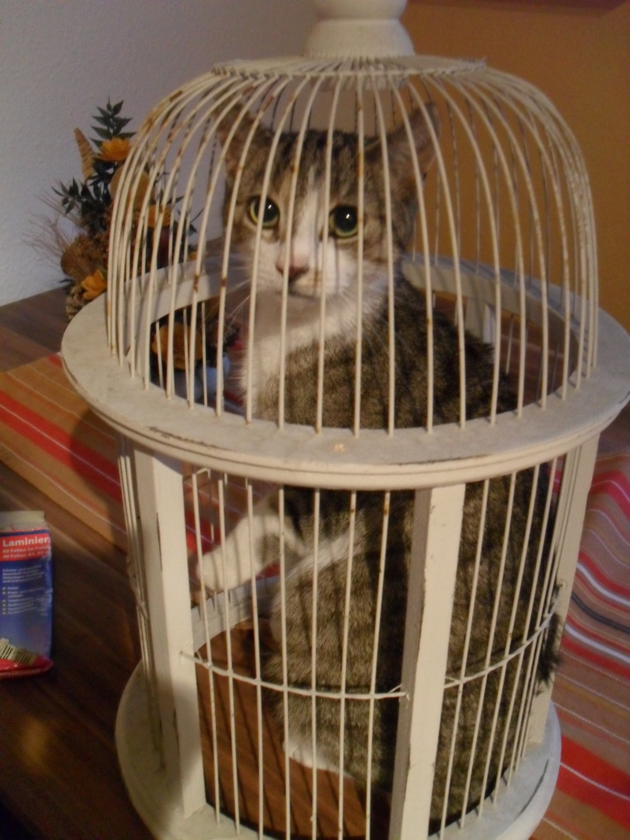 cutest-cats:  My Murmel. Told her it’s not big enough. She had to try anyway.
