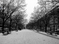 ichliebedichberlin:  Unter den Linden (B&W)