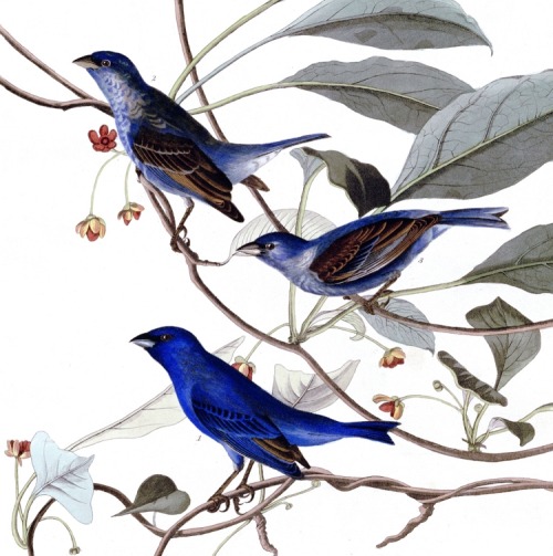 Detail of Plate 74 of The Birds of America by John Audubon, the Indigo Bird, now more commonly calle