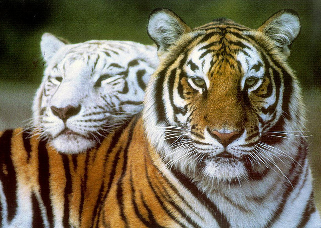 animals-plus-nature:  White and Siberian Tigers by remembermeimthatonegirl on Flickr.