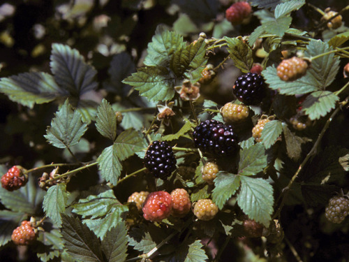 wild-flowers: Sawtooth Blackberry
