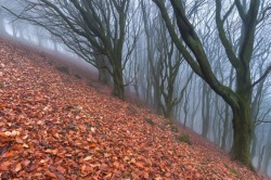 iainyork:  ‘Vertigo’ (Woodland near Castleton,