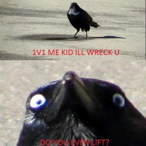 This made me laugh so much hahah #funny #lol #mental #amazing #bird #picoftheday #instafag #lawl