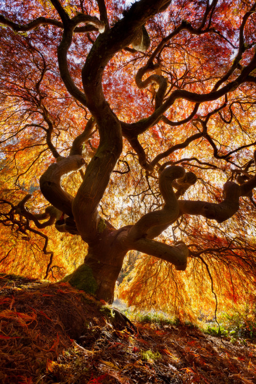 woodendreams:  (by Thorsten Scheuermann) 