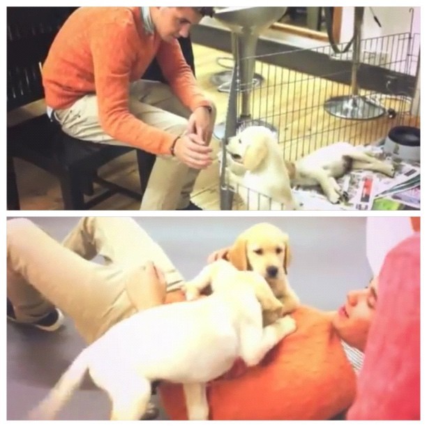 wishihadzaynseyelashes:  Everyone loves Leeyum. Especially puppies. **and Zayn**