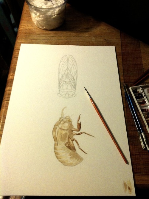 More progress on my cicada project- starting the final rendering of the larvae exoskeleton.