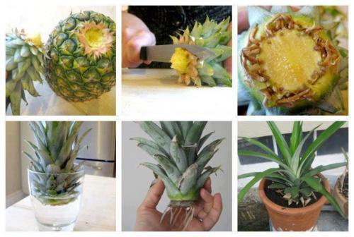 doityourselfproject - Grow your own pineapple.