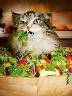 Catasters:  Wtf! (The Real Meaning Of Wtf) “Where’s The Food?”