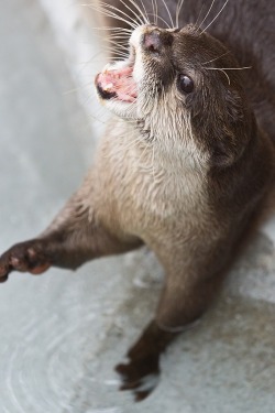 Dailyotter:  Hiiiiii Human! Thanks, Kashiwaya920!