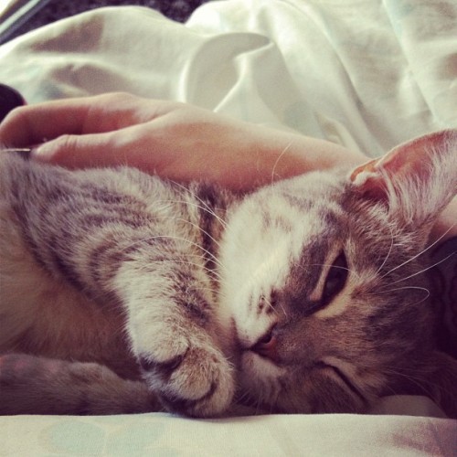 astealerofhearts: Snoozy kitty.