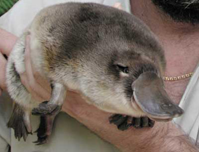 godtricksterloki:  buzzfeed:  Can we talk about how cute baby platypuses are for