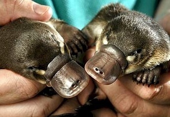 godtricksterloki:  buzzfeed:  Can we talk about how cute baby platypuses are for