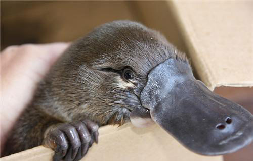 godtricksterloki:  buzzfeed:  Can we talk about how cute baby platypuses are for