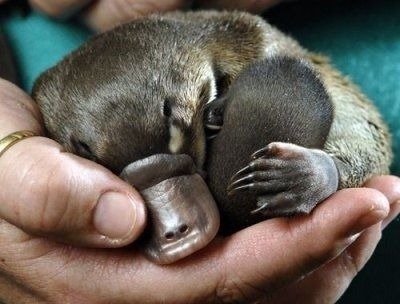 godtricksterloki:  buzzfeed:  Can we talk about how cute baby platypuses are for a second?   Babies!!!! So cute!  They’re not cute. THEY’RE MUTANT ABOMINATIONS CREATED BY SATAN TO SPIT IN THE FACE OF GOD’S DIVINE CREATIONS!