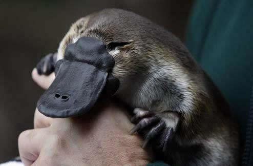 godtricksterloki:  buzzfeed:  Can we talk about how cute baby platypuses are for