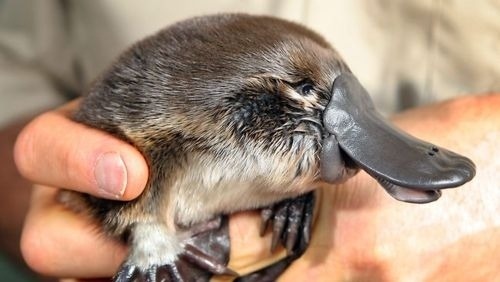 godtricksterloki:  buzzfeed:  Can we talk about how cute baby platypuses are for