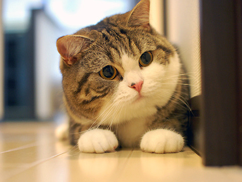 remysvehicle:  plumbunnie:  The PAAAAWWWWSS!!!! &lt;3  MARUUUUUUUUUU &lt;3