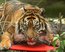 mothernaturenetwork:  Zookeepers have been using perfumes and other strong scents for years to help spice up the love lives of Sumatran tigers and other endangered big cats. The smells increase the amount of time cats explore their territory and encourage