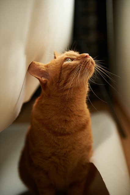 meow.