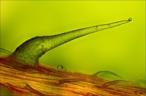 STINGING NETTLE TRICHOME