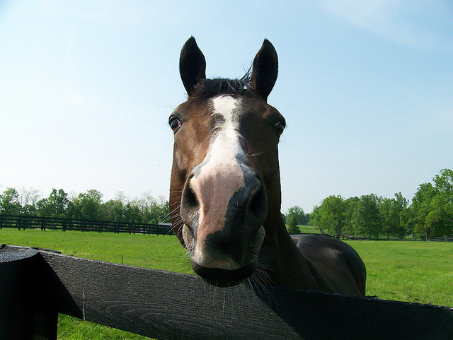 2005 Breeders’ Cup Sprint winner Silver Train says hayyy! (Photo by Bryan Oliver)
