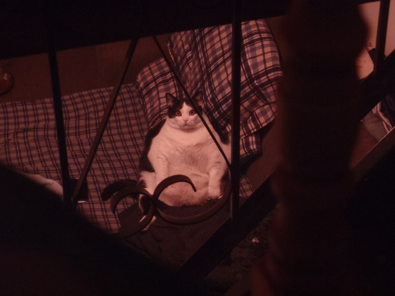 derpycats:  I look downstairs and all I see is my enormous cat Oscar, sitting like
