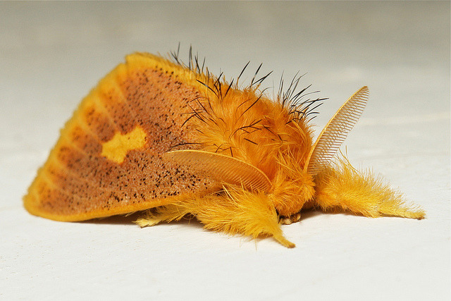 karmannghiaburana:destroyedforcomfort:  queerpunkscout:  moth is exhausted  moth