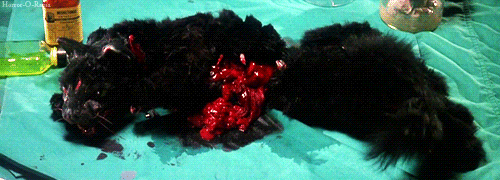 Re-Animator