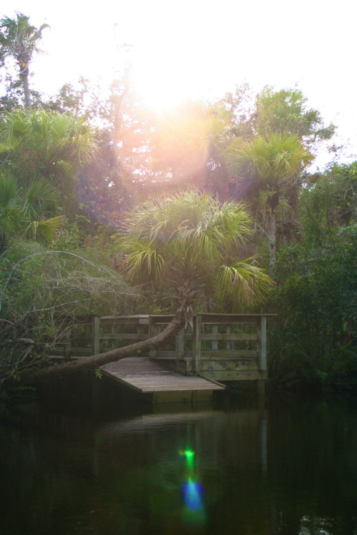 canadieh:  Manatee Dock - by Justin Nitsopoulos  ~