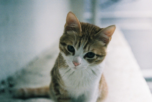 verticulate:left-nut:Cat by TAKAHIKO on Flickr.it’s ser cute