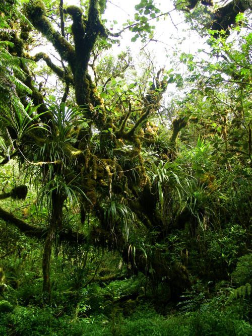 exacerbated:  Le Plus Beau Arbre